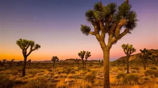 Joshua Tree desert landscape