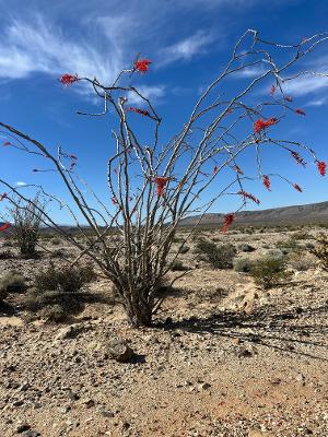 Desert bloom